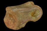 Fossil Theropod Phalange (Toe Bone) - Morocco #116856-4